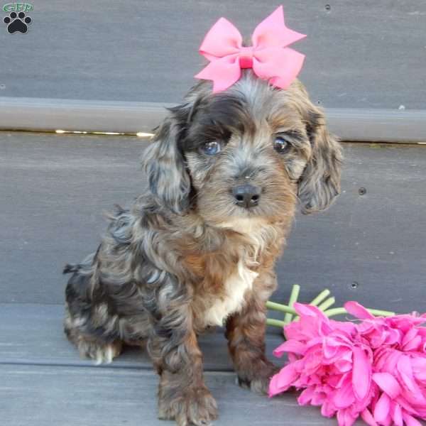Skye, Cockapoo Puppy