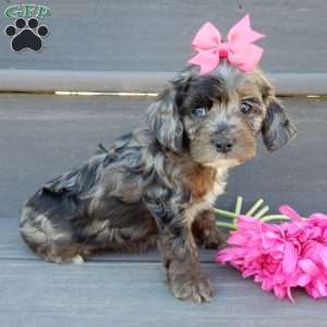 Skye, Cockapoo Puppy