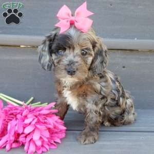 Skye, Cockapoo Puppy