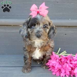 Skye, Cockapoo Puppy