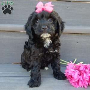 Miley, Cockapoo Puppy