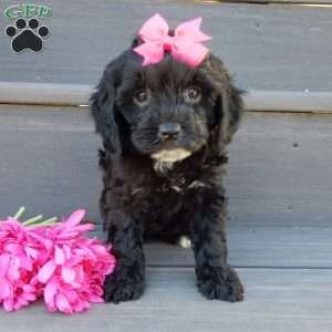 Miley, Cockapoo Puppy
