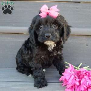 Miley, Cockapoo Puppy