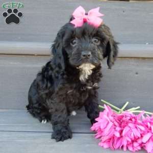 Miley, Cockapoo Puppy