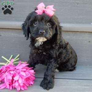 Miley, Cockapoo Puppy