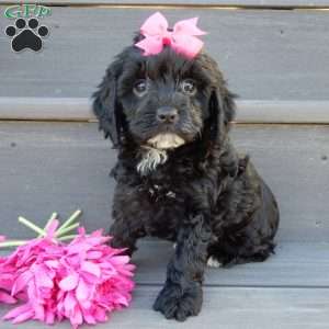 Miley, Cockapoo Puppy