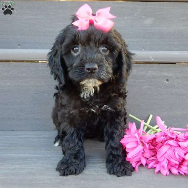 Miley, Cockapoo Puppy