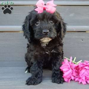 Miley, Cockapoo Puppy