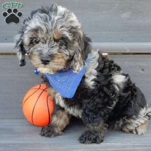 Easton, Cockapoo Puppy