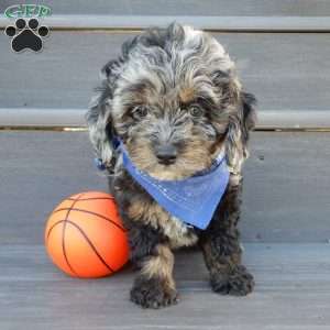 Easton, Cockapoo Puppy