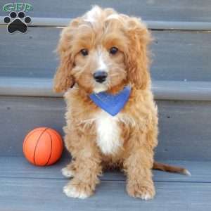 Thomas, Cavapoo Puppy