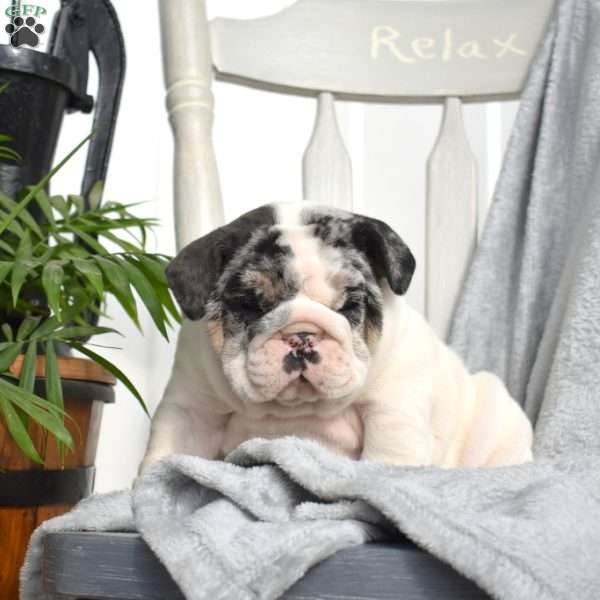 Racer, English Bulldog Puppy