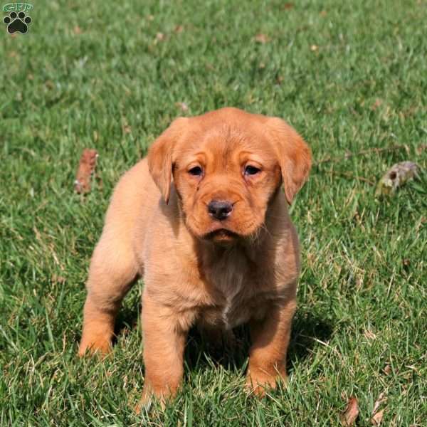 Racer, Fox Red Labrador Retriever Puppy