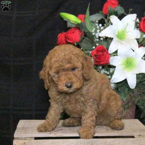 Radar – F1B, Mini Goldendoodle Puppy