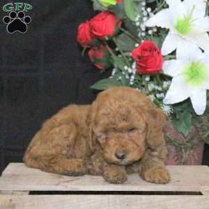 Radar – F1B, Mini Goldendoodle Puppy