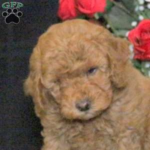 Radar – F1B, Mini Goldendoodle Puppy