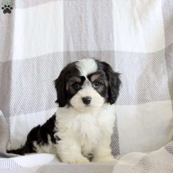 Rainbow, Cavachon Puppy