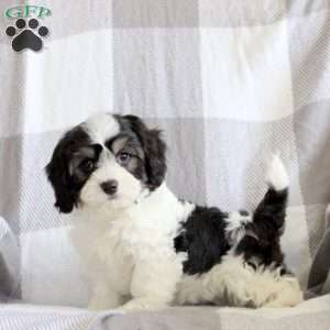 Rainbow, Cavachon Puppy