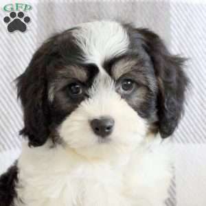 Rainbow, Cavachon Puppy