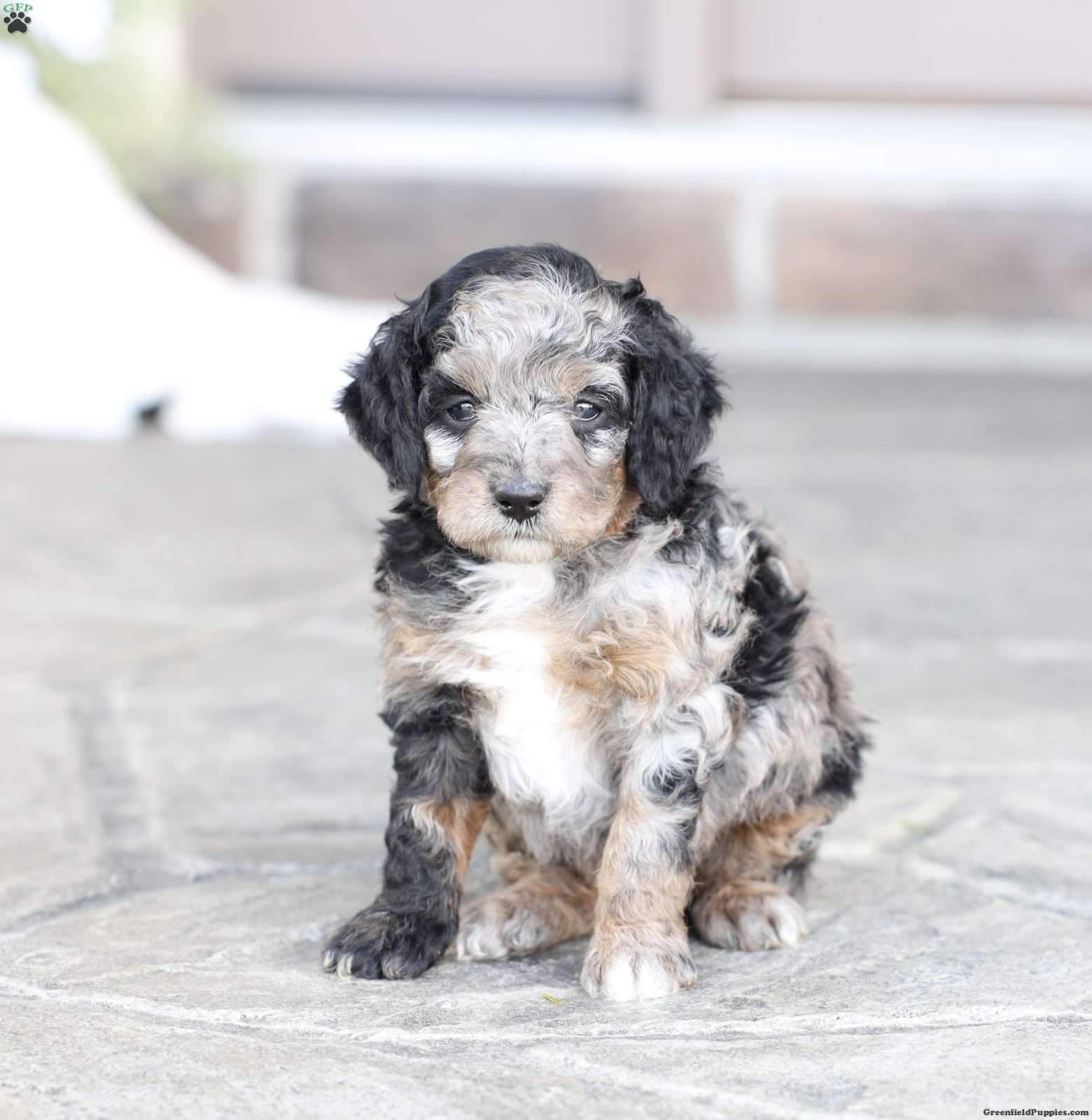 Raine - Cavapoo Puppy For Sale in Pennsylvania