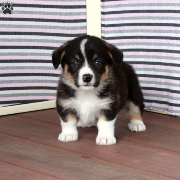 Ralph, Pembroke Welsh Corgi Puppy