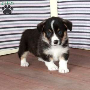 Ralph, Pembroke Welsh Corgi Puppy