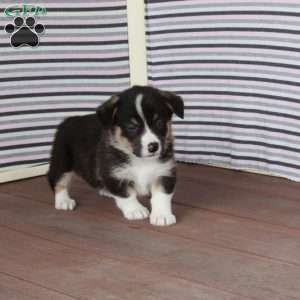 Ralph, Pembroke Welsh Corgi Puppy