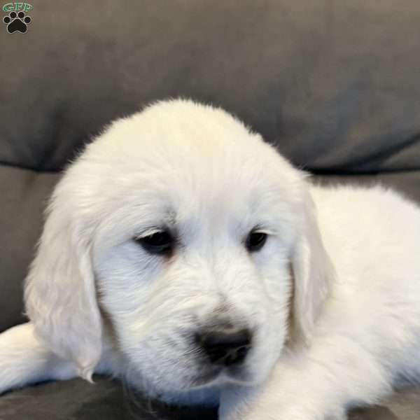 Ralph, English Cream Golden Retriever Puppy