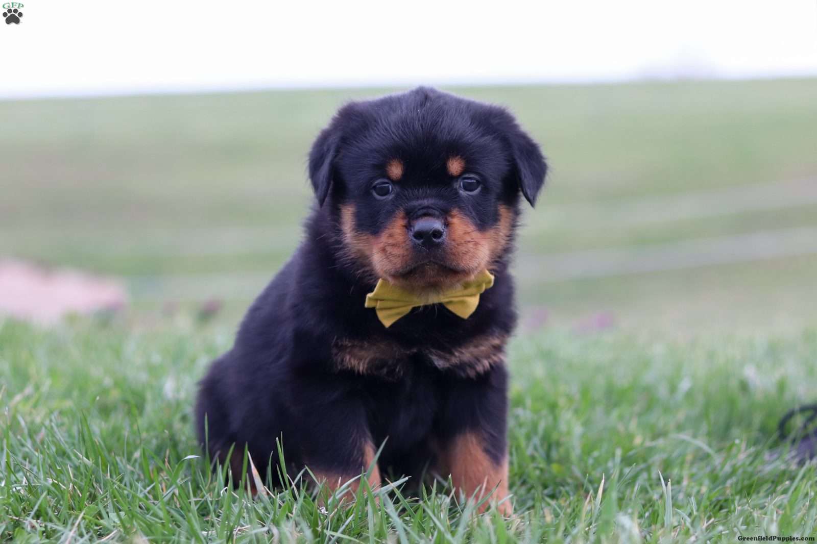 Rambo - Rottweiler Puppy For Sale in Ohio