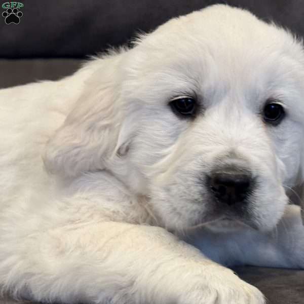 Rambo, English Cream Golden Retriever Puppy