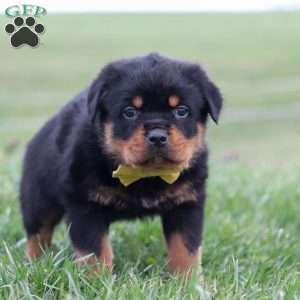 Rambo, Rottweiler Puppy