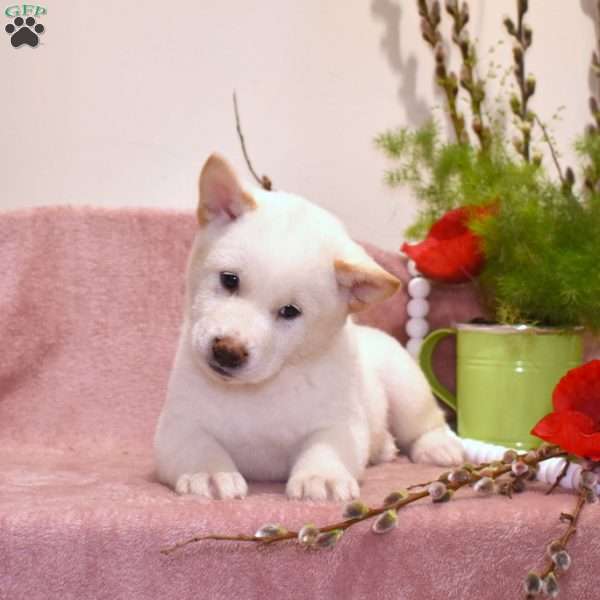 Randy, Shiba Inu Puppy