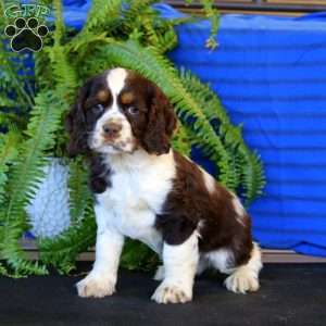 Randy, Cocker Spaniel Puppy
