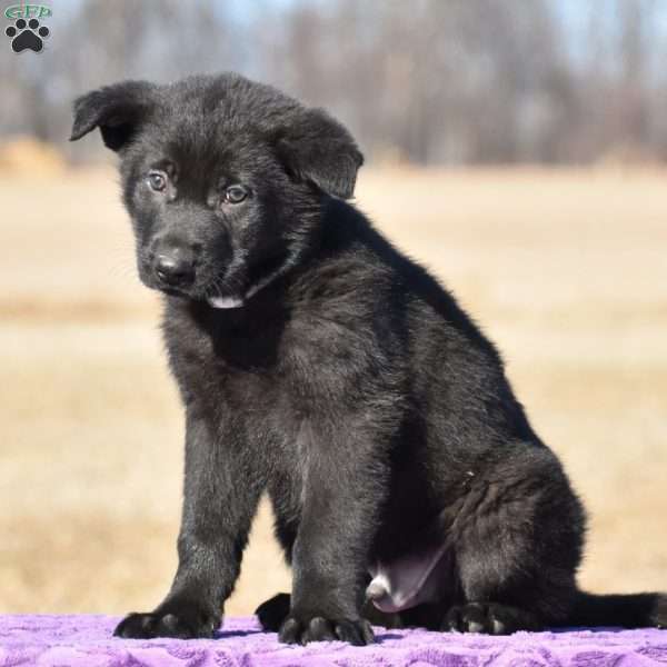 Ranger, German Shepherd Puppy