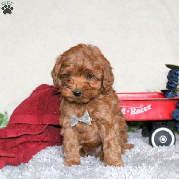 Ranger, Cavapoo Puppy