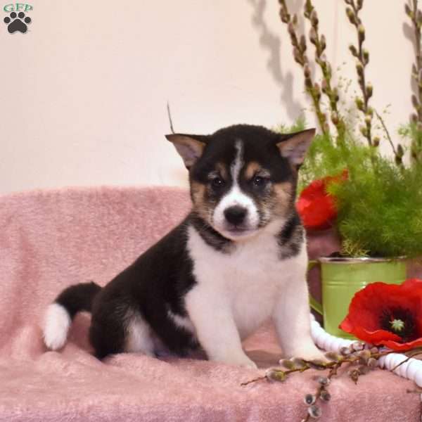 Ranger, Shiba Inu Puppy