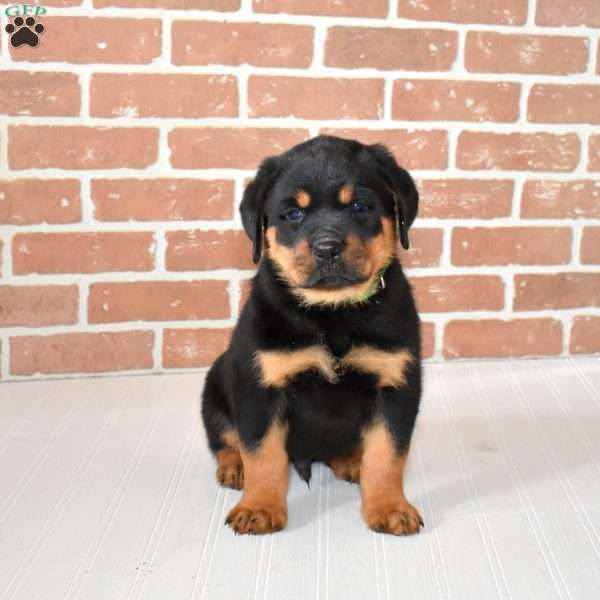 Ranger, Rottweiler Puppy