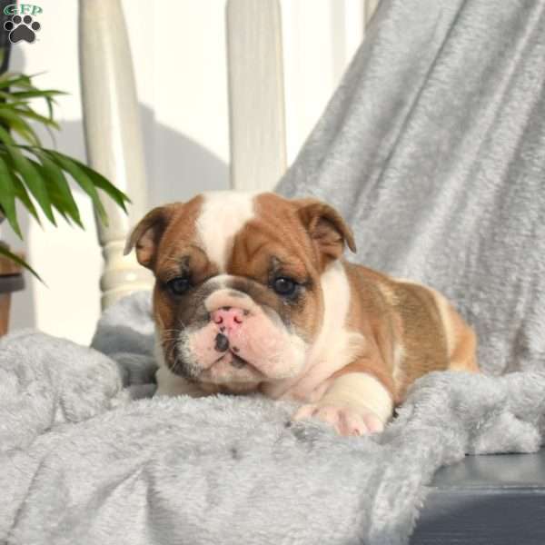Ranger, English Bulldog Puppy
