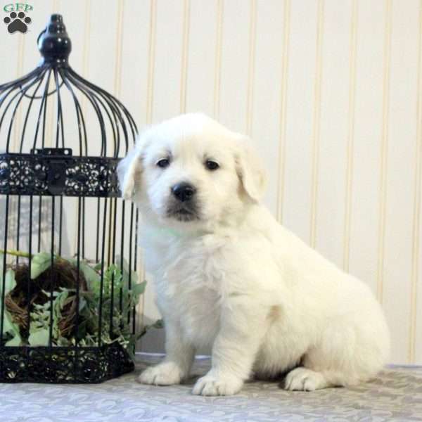 Ranger, English Cream Golden Retriever Puppy