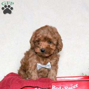 Ranger, Cavapoo Puppy