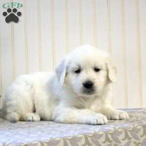 Ranger, English Cream Golden Retriever Puppy
