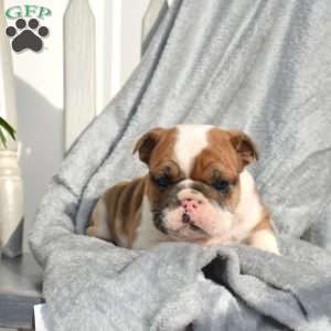 Ranger, English Bulldog Puppy