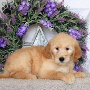 Ranger, Goldendoodle Puppy