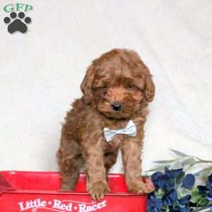 Ranger, Cavapoo Puppy