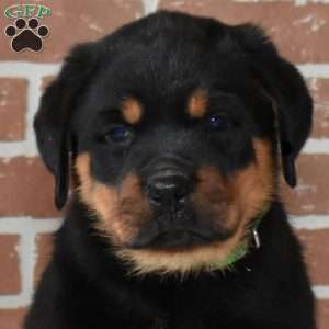Ranger, Rottweiler Puppy