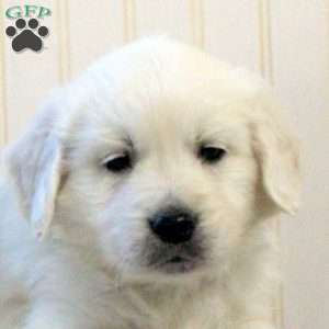 Ranger, English Cream Golden Retriever Puppy
