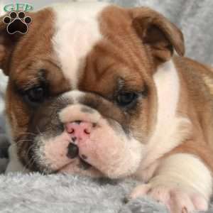 Ranger, English Bulldog Puppy