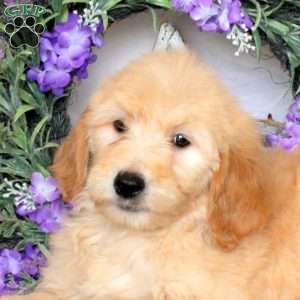 Ranger, Goldendoodle Puppy