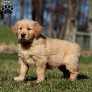 Ranger, Golden Retriever Puppy