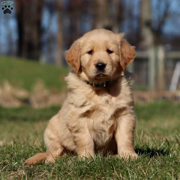 Ranger, Golden Retriever Puppy